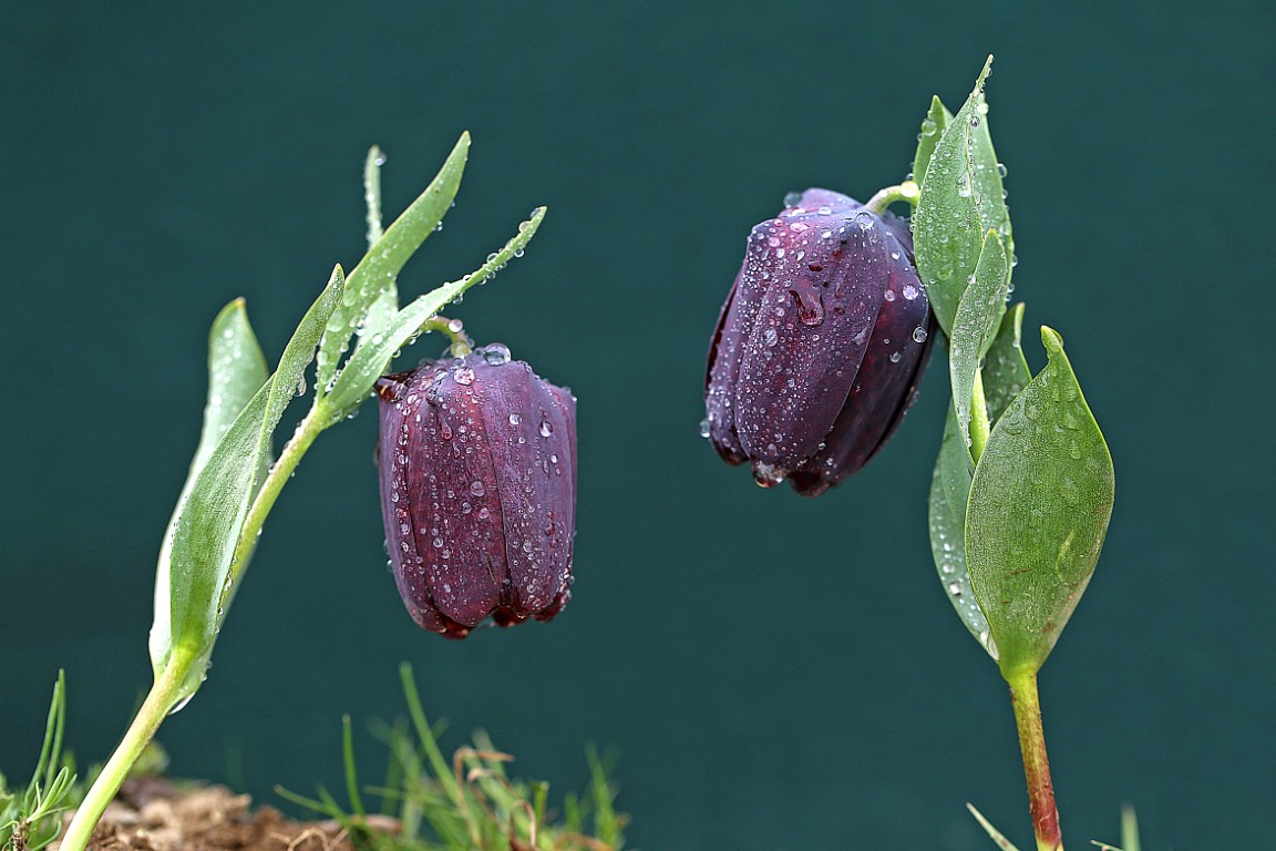 Fotoğraf